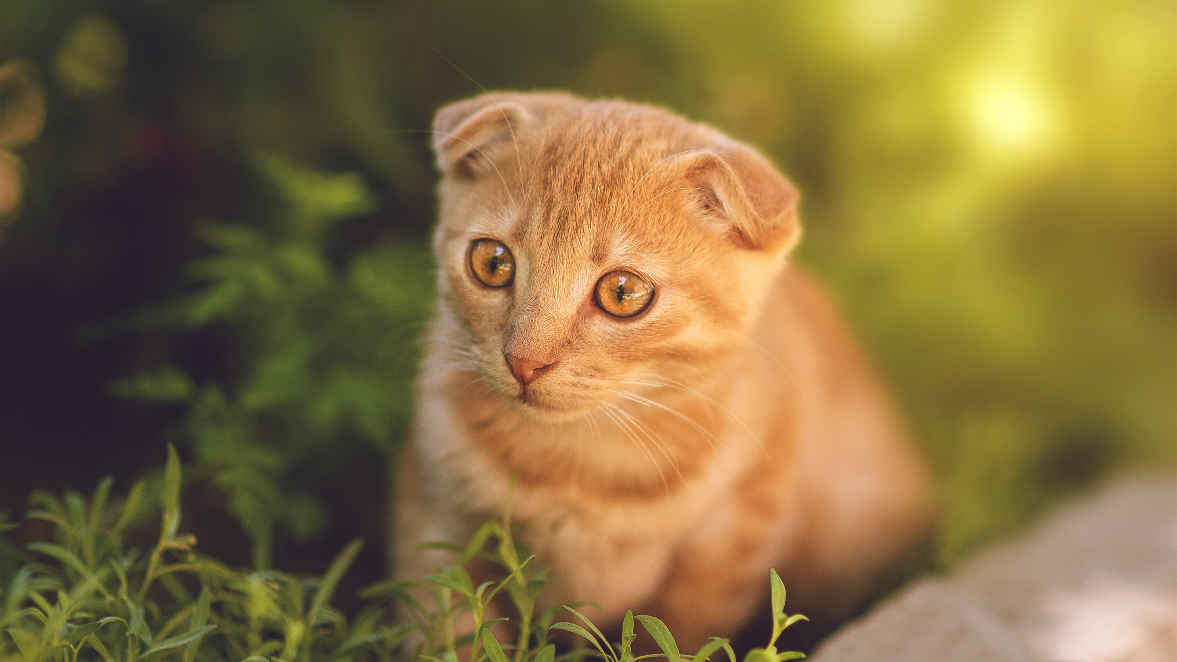 _澳网四强出炉:激烈角逐谁能问鼎冠军_,2021澳网4强