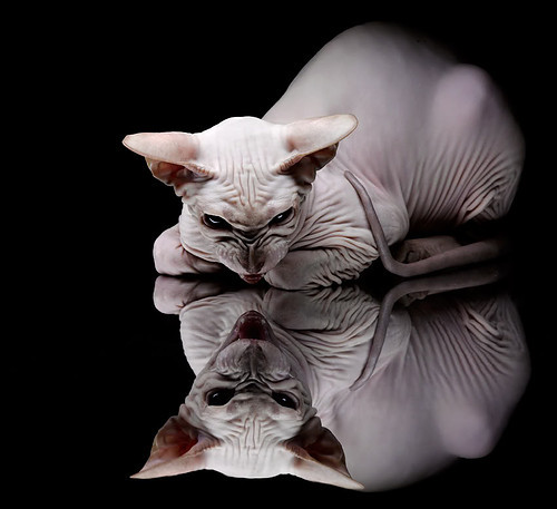 “青训基地引入高端仿真训练系统,提升实战能力”,青训基地是什么