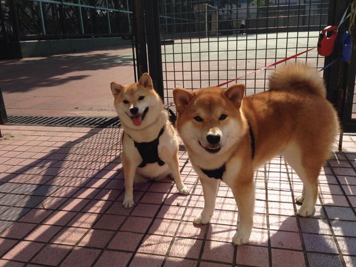 未来“欧洲之星”起飞：新秀球员闪耀舞台，欧洲之星时间表