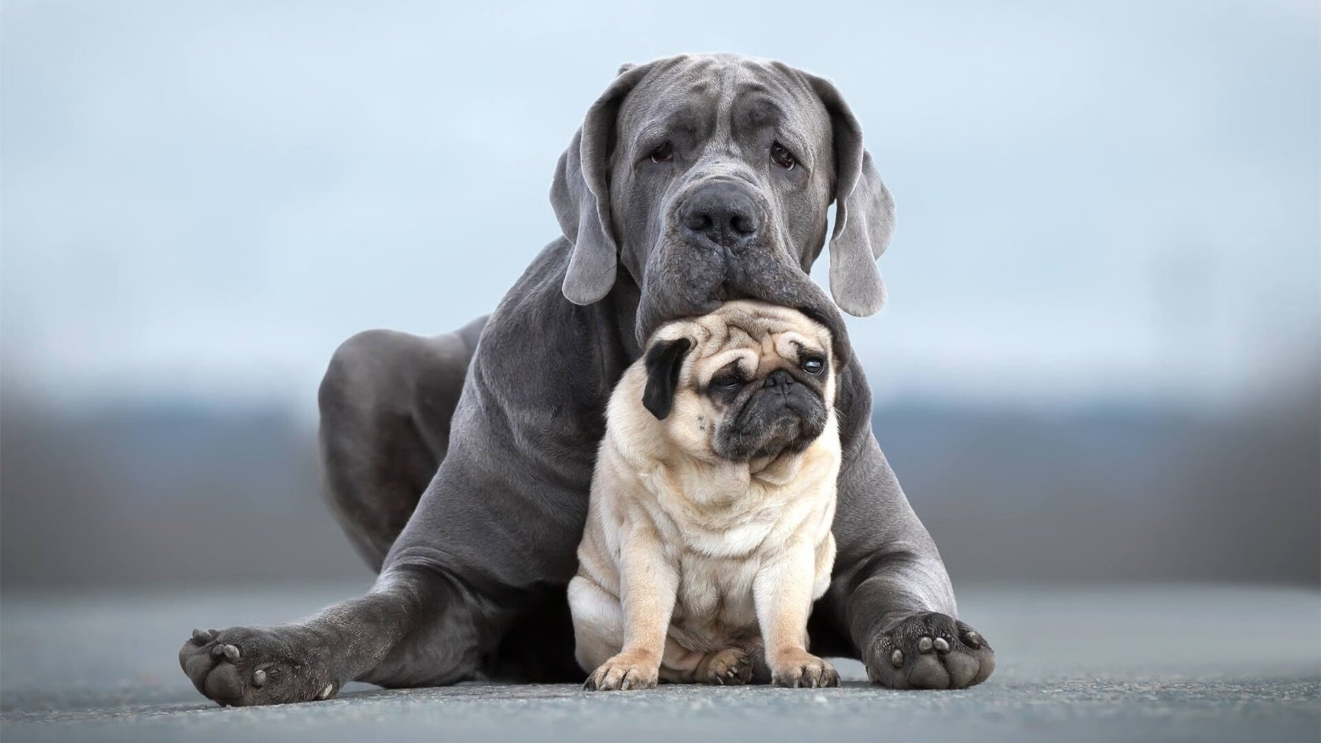 华体会手机网站-法甲比赛高潮迭起，战术调整显著，精彩进球频出，法甲的比赛