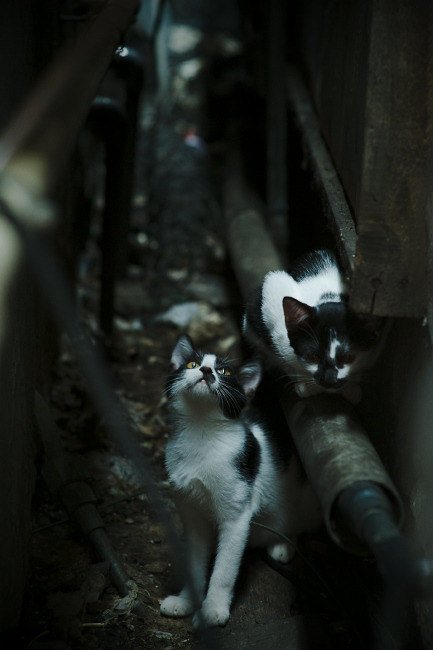 法甲比赛高潮迭起,战术调整显著,精彩进球频出,法甲的比赛