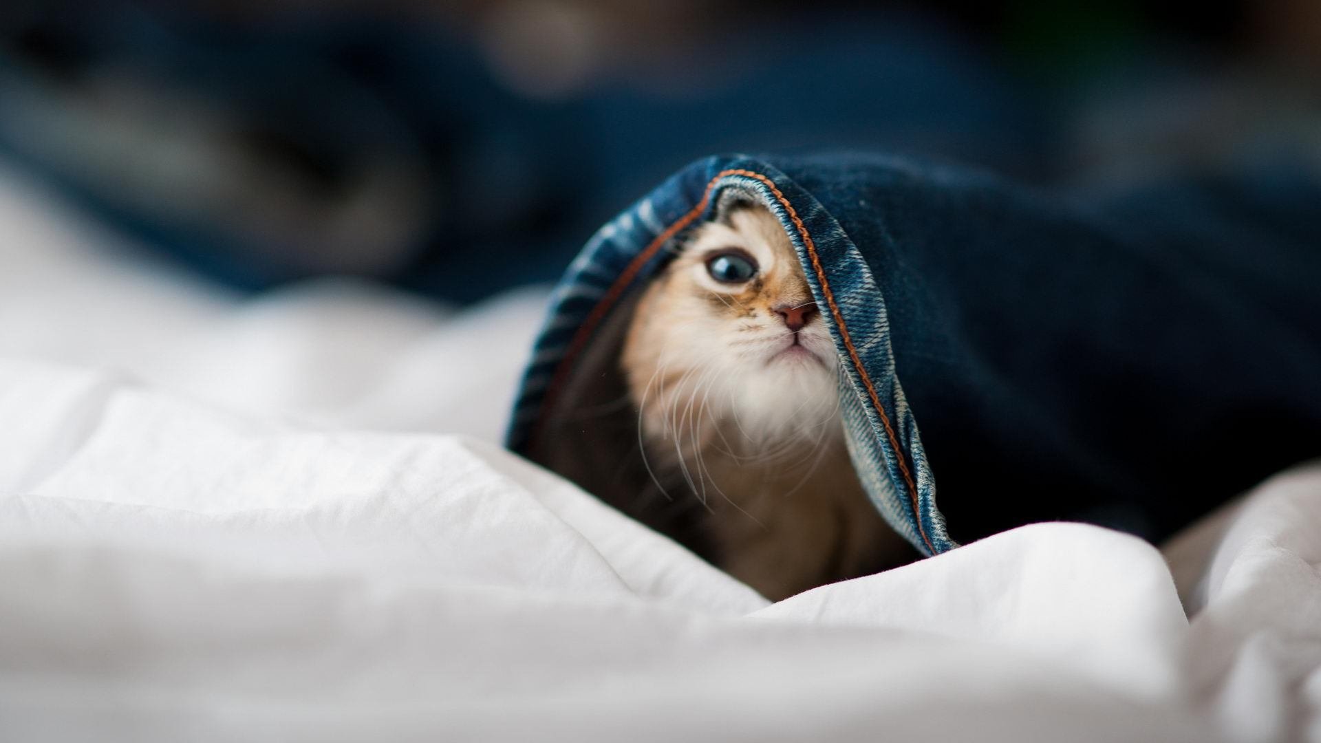 华体会hth官网入口-环保节能赛车技术一览，环保节能小汽车