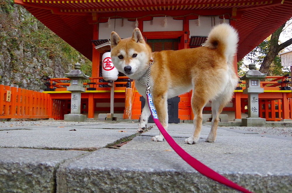 秘密训练:车手训练营的内幕,秘密训练免费版