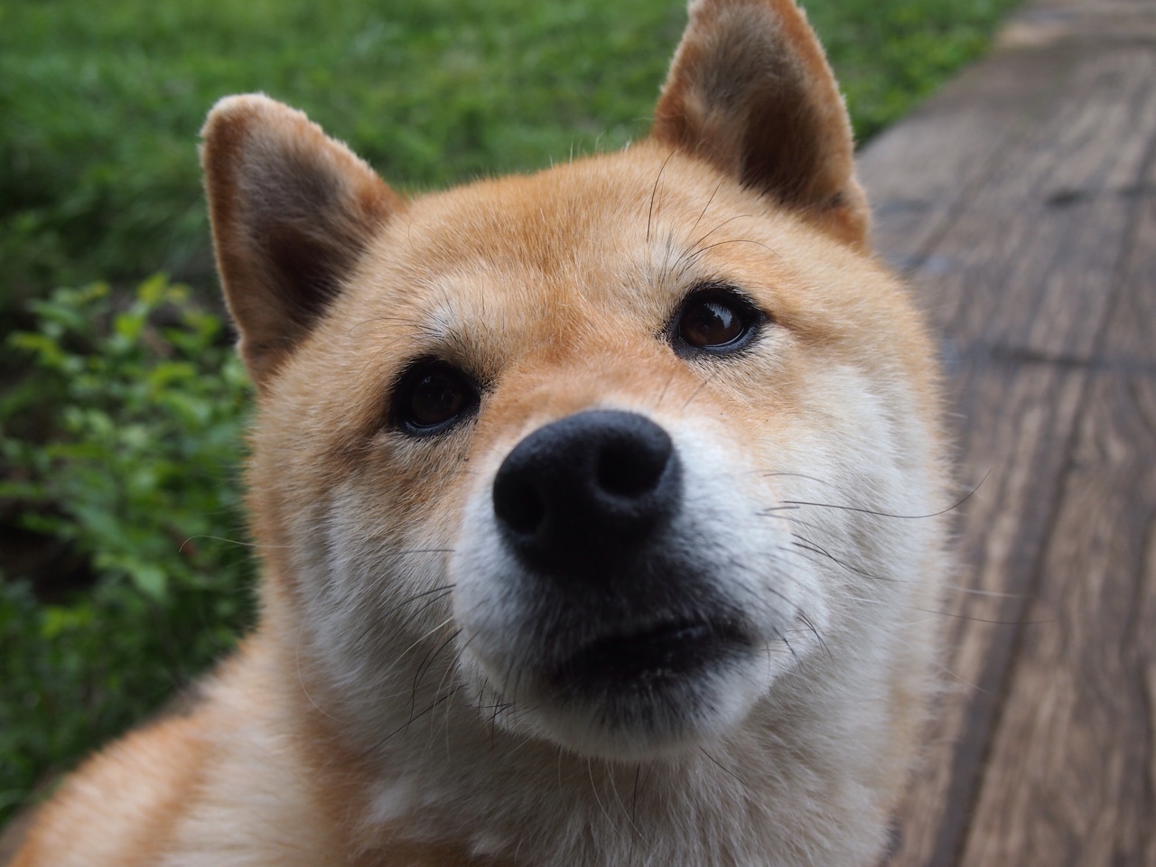 高尔夫尊中国室内公开赛吸引国际球员参赛,高尔夫 中国