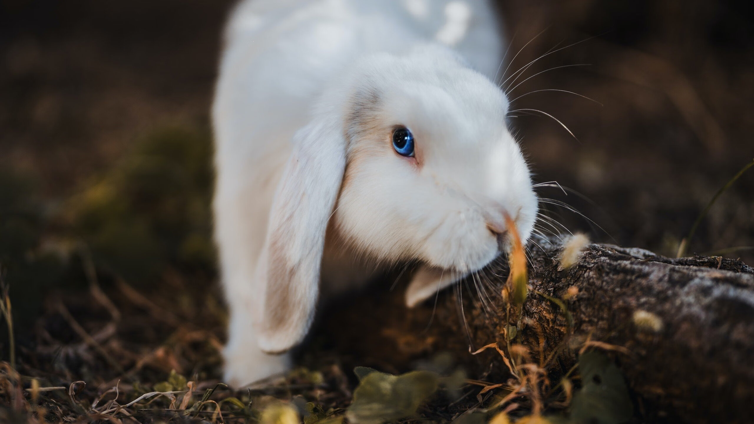 Team Liquid发布战队重建计划,team liquid英雄联盟战队