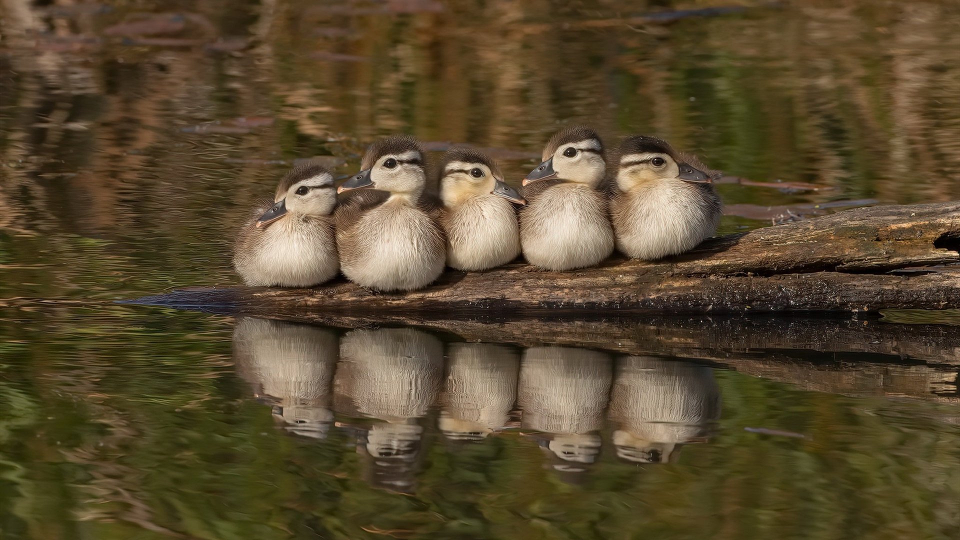 中国足球是否能构建可持续发展生态圈,中国足球改革实现全面发展