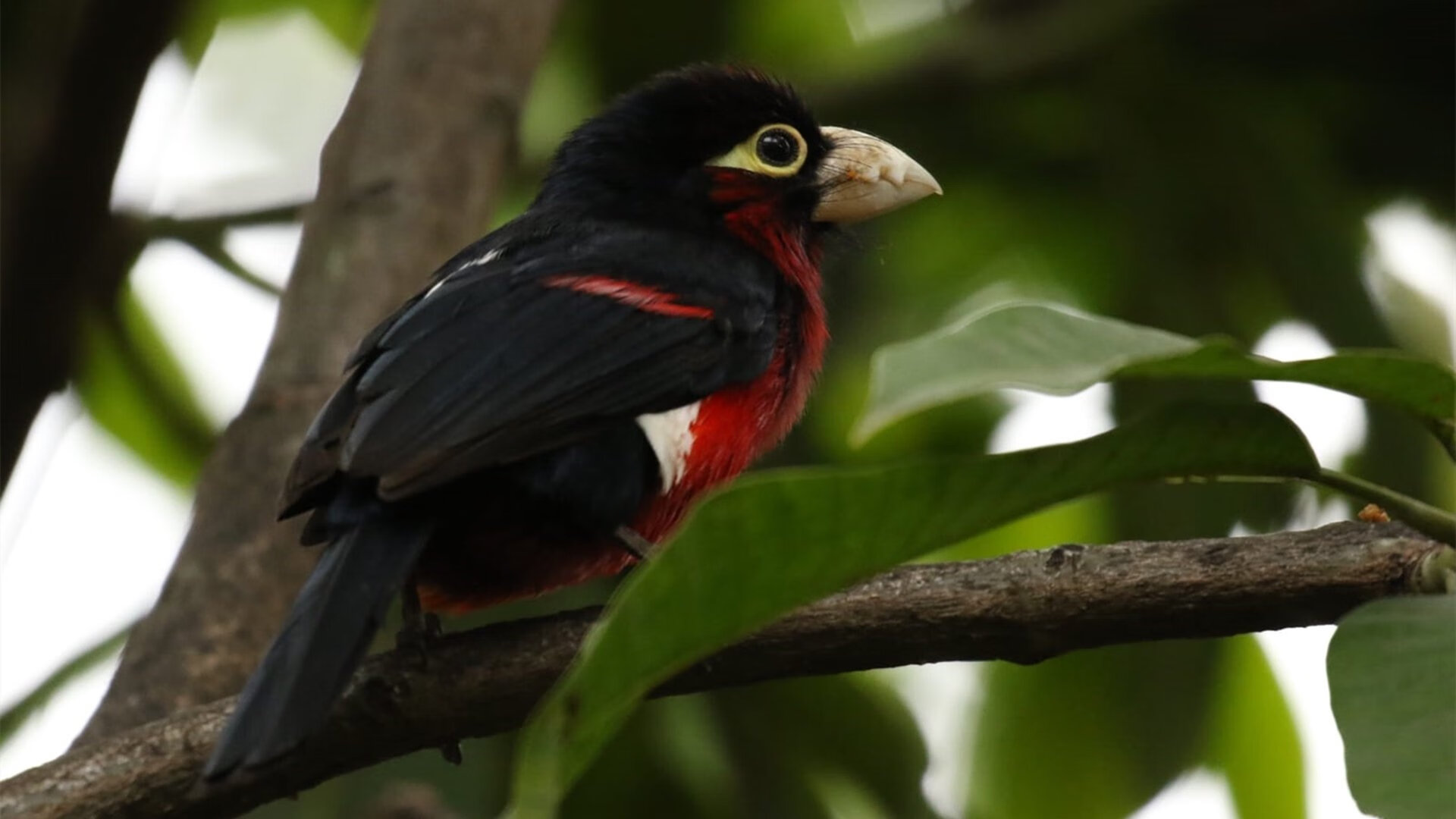 伯恩利青训人才辈出,克拉文公园期待复兴,伯恩利引援