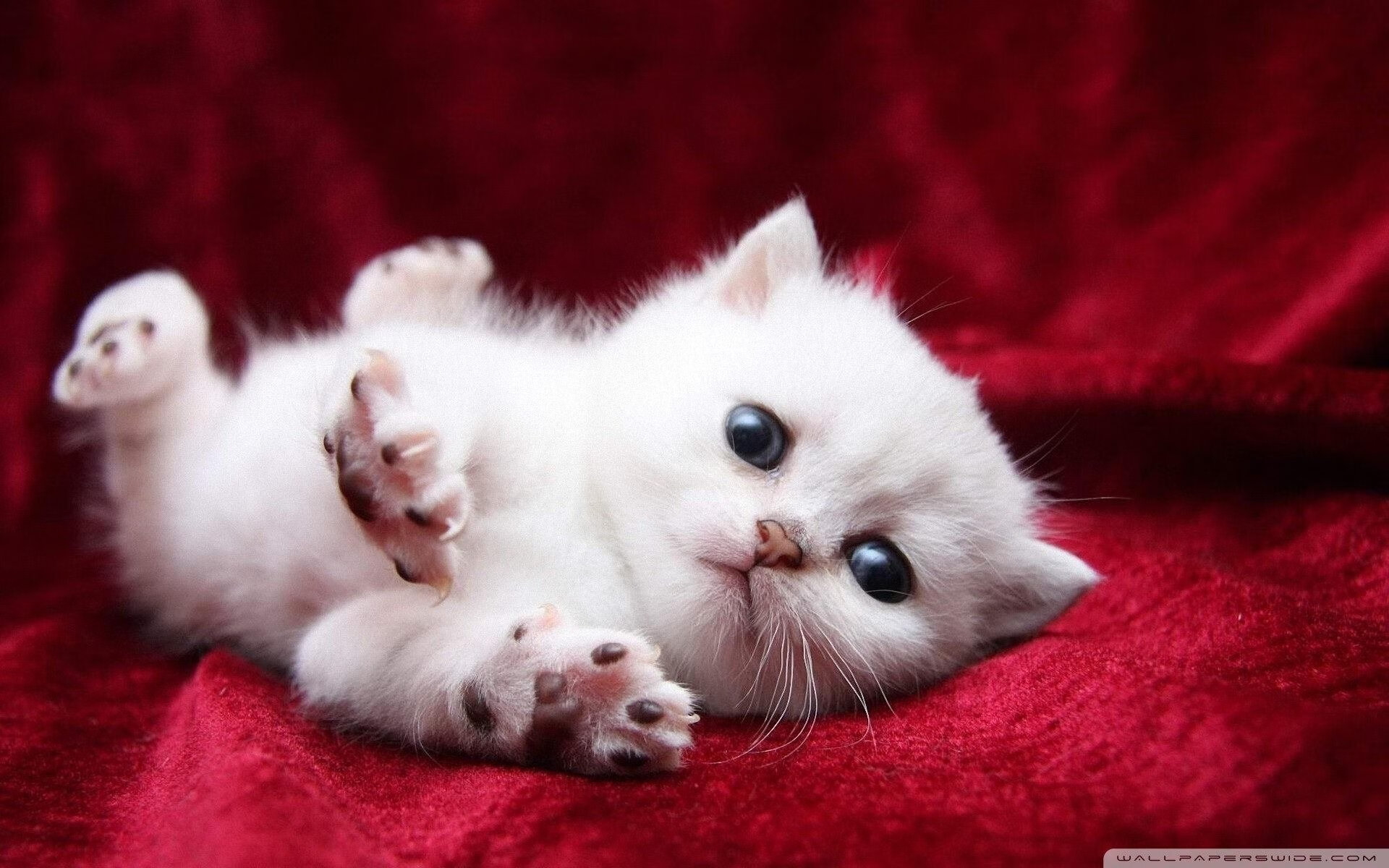 体育界焦点:足球明星对决势不可挡,足球明星大合集