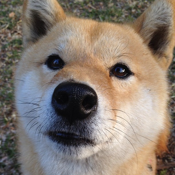 官方滑雪赛事滑雪板品牌赞助更新,滑雪板品牌介绍