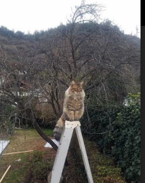 华体会hth登录-巴黎圣日耳曼获得胜利，雄心壮志打造辉煌，巴黎圣日耳曼亮相仪式