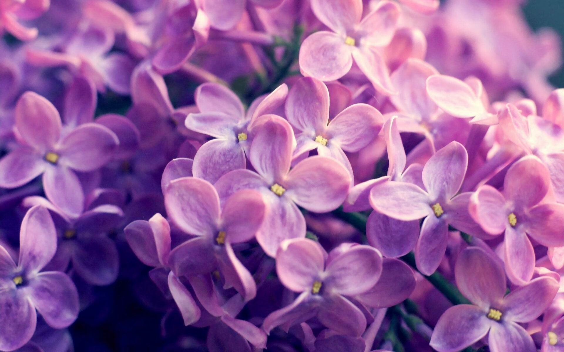 弗拉门戈球员配合默契提升,弗拉门戈球迷