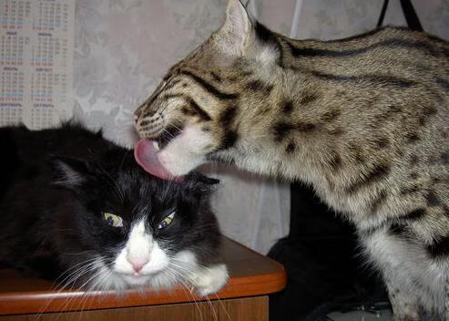 曼奇尼领导的亚特兰大队在比赛中获得胜利,亚奇曼特宁