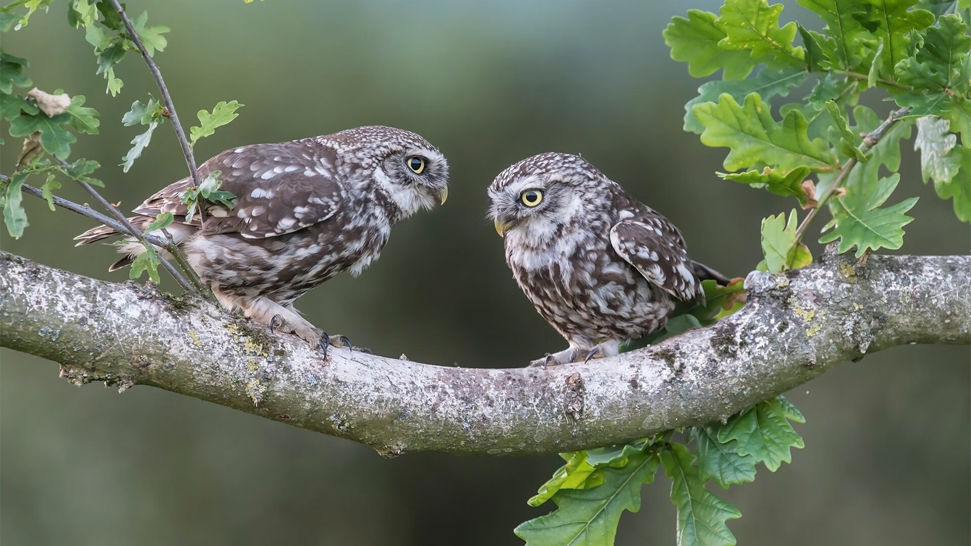 华体会hthapp注册-瓦伦西亚主场告捷，排名有所提升，瓦伦西亚新球场进展