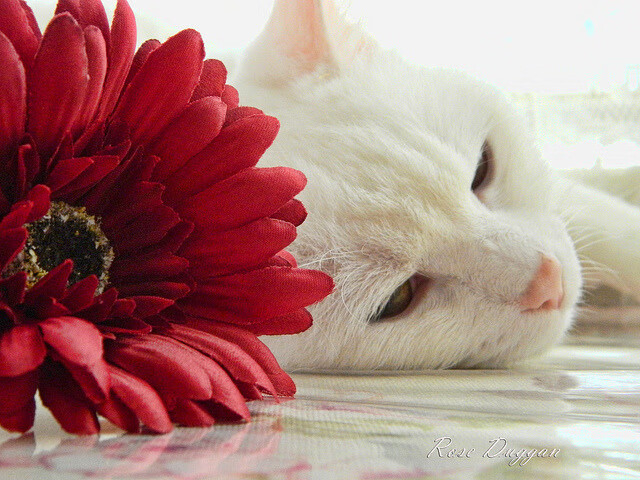 瓦伦西亚主场1-1战平西班牙人,哈维-格拉扳平比分,瓦伦西亚 主场