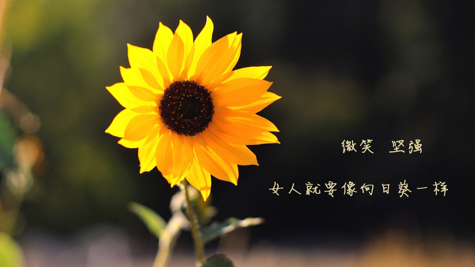 英格兰队队员状态回暖,疑似将在国际比赛获胜,英格兰队最新阵容