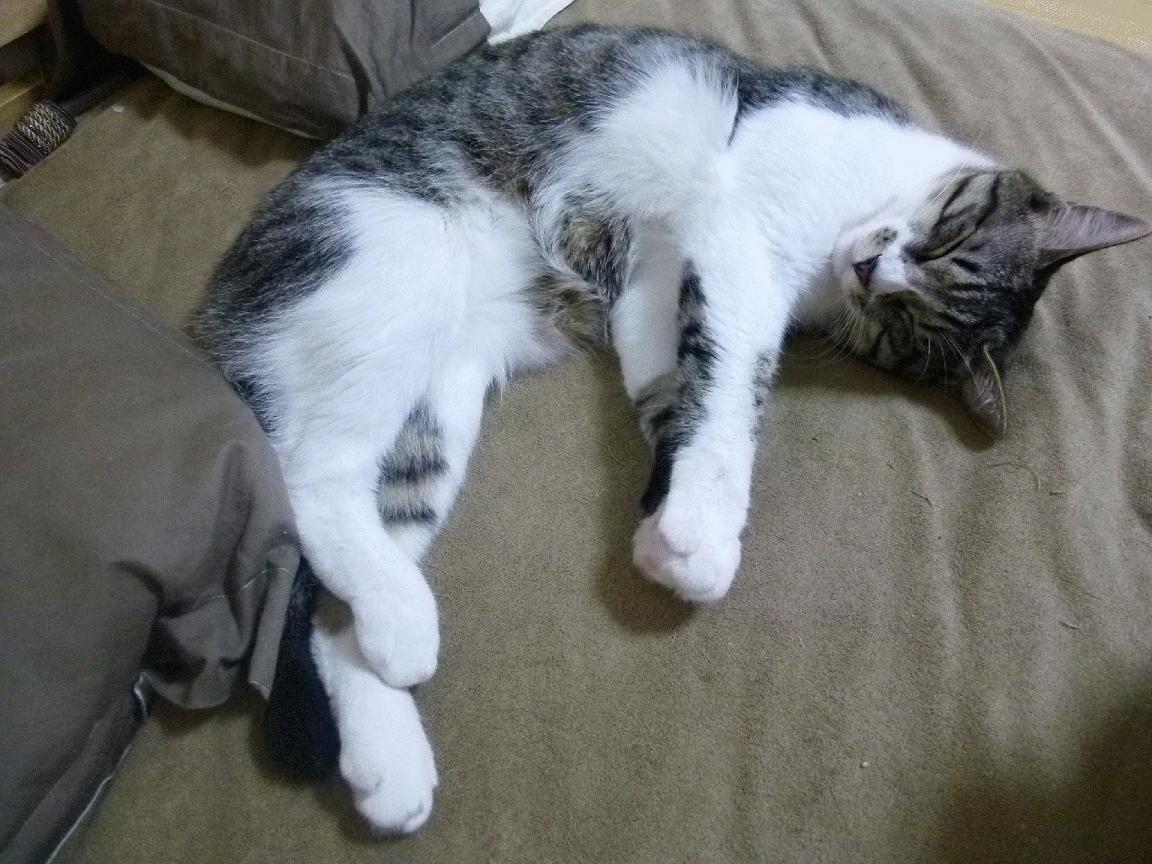 雄灰熊队全队发威,实现常规赛胜利,灰熊队队员名单最新