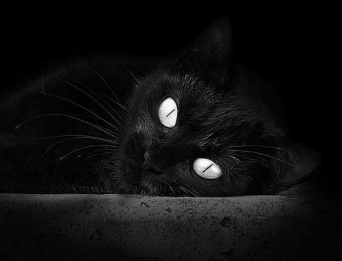 雄灰熊队全队发威,实现常规赛胜利,灰熊队队员名单最新