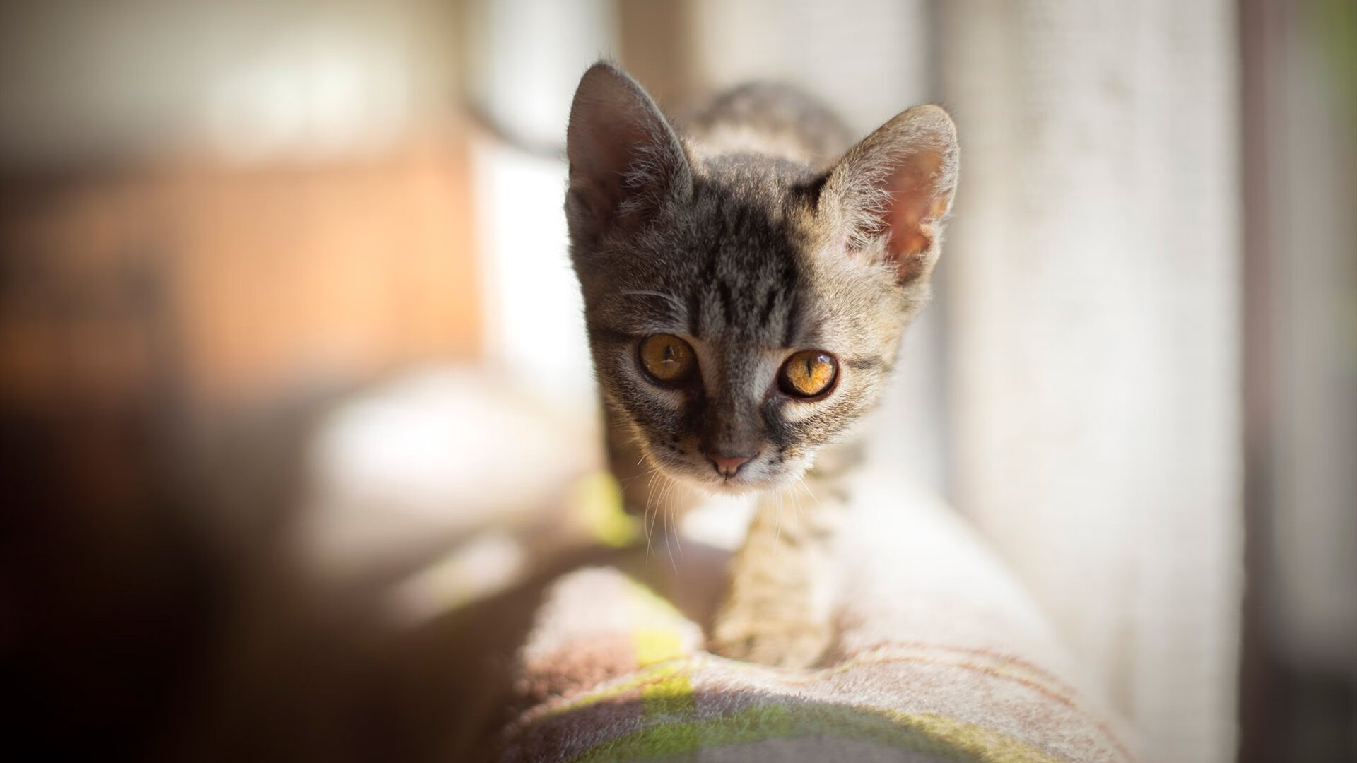 中国篮球教练员职业发展规划与培训体系构建，篮球教练员的职业素养