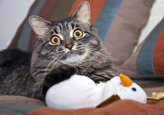 高校运动损伤预防技术创新,校园运动损伤和预防措施