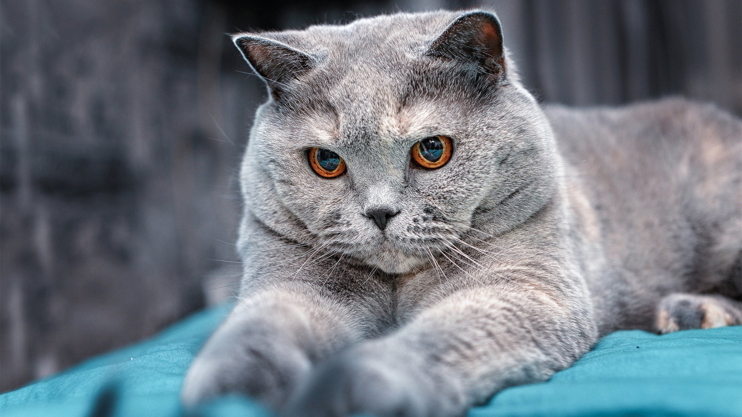 “快艇冲浪:马鞍山赛场速度与技术的极致对抗”