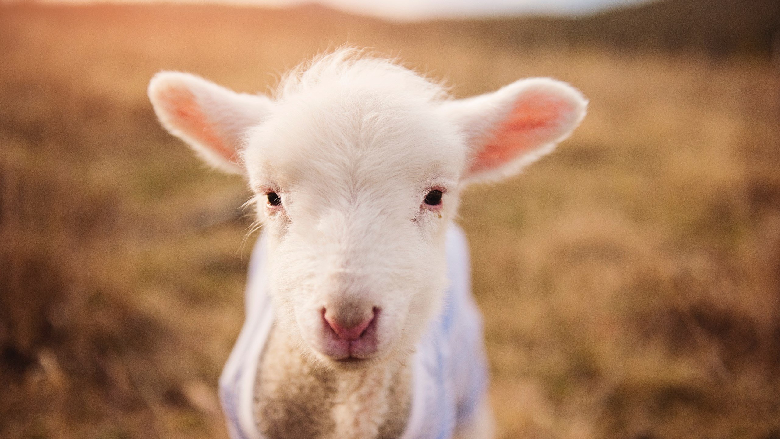 五大联赛年轻球员租借制度效果分析,五大联赛租借人数规则