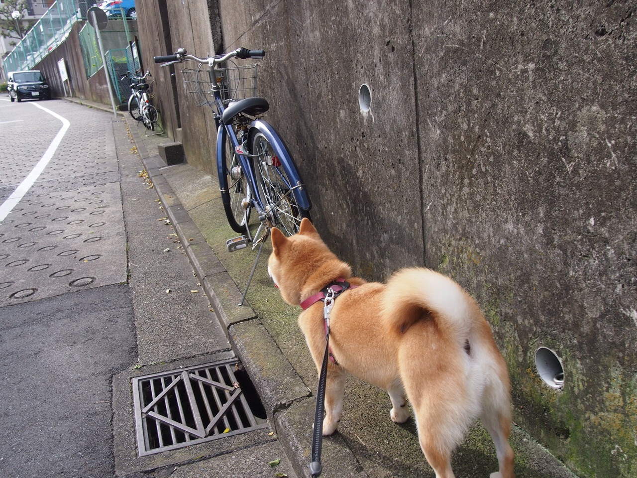 中国篮球改革步伐加快联赛质量稳步提升,中国篮协改革的问题和应对