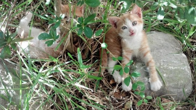 华体会在线-斯密斯：精准的起脚与快速的反应让全黑队进攻战术更加多变，拳王斯密斯